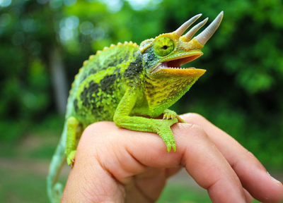 The beer cellar gaffer is a creature known as a Jacksonâs chameleon or Kikuyu three-horned chameleon.