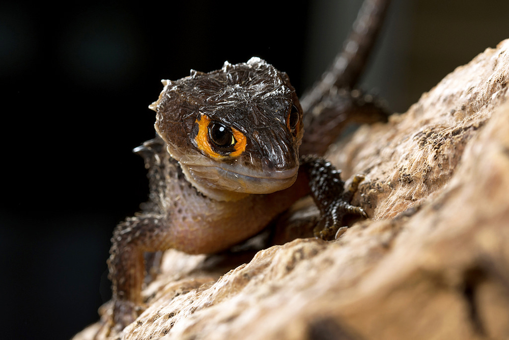 The chameleonâs companion is a crocodile skink.